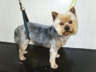 Yorkie After