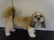 Shit tzu After