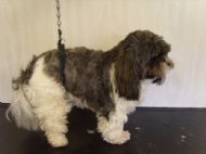 Shih tzu Before