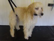 Toy poodle - after bathing