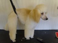 Toy Poodle - After