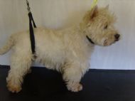 Westie Before