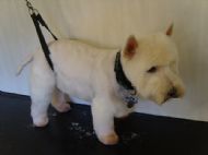 Westie After