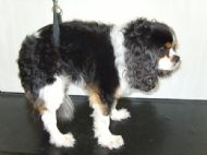 Cavalier Before