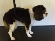 Cavalier After 