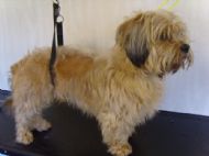 Shih tzu x Yorkie Before