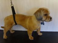 Shih tzu x yorkie After