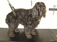 Cocker spaniel