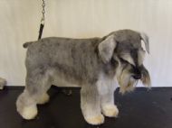 Schnauzer After