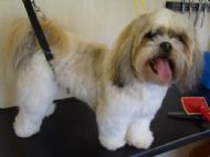 Shit tzu Before