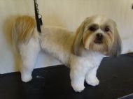 Shit tzu After