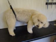 Cockerpoo After