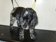 Cocker Spaniel Before