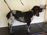 Cocker Spaniel After