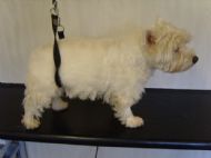 Westie Before