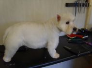 Westie After