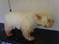 Westie Before