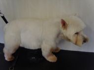Westie After