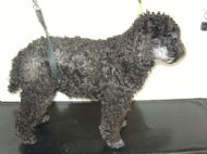 Toy Poodle