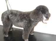 Toy Poodle After