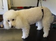 Minature Poodle Before