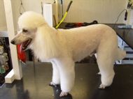 Minature Poodle After