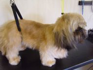 Shih tzu Before