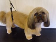 Shih tzu After
