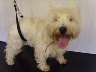 Westie Before