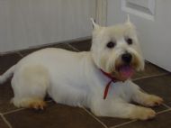 Westie After