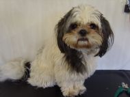Shih tzu before