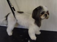 Shih tzu After