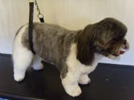 Shih tzu After