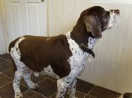 Springer Spaniel