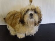 SHIH TZU before