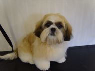 Shih tzu - After