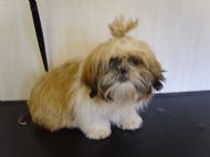 Shih tzu Before