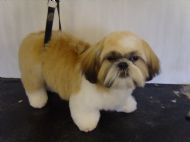 Shih tzu  After