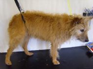 Terrier X Before