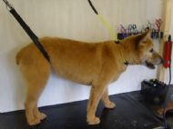 Terrier x After