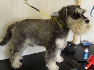 Minature schnauzer Before