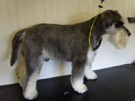 Minature Schnauzer After