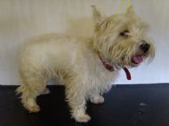 Westie Before