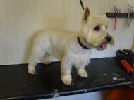 Westie After