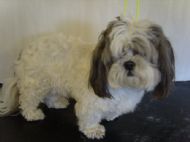 Shih tzu Before