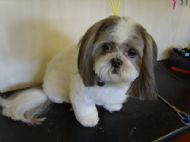 Shih tzu After