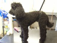Minature Poodle Before
