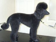 Minature Poodle After