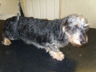 Wire hair dashund Before