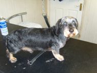 Wire hair dashund After
